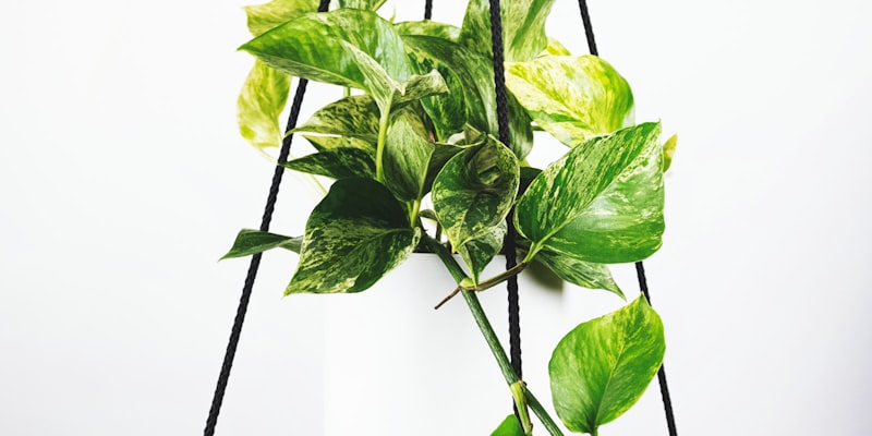 足球运动员在绿茵场上激烈拼抢的精彩瞬间